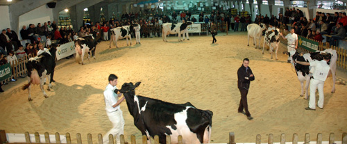 CONCURSO DE CHANTADA