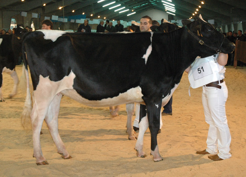 MANTEIGA GOLDWYN VALENTINE