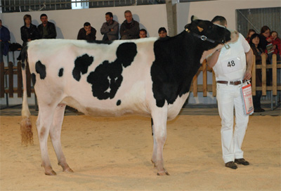 CALLOBRO XACOBEO VALDETEJA GZ