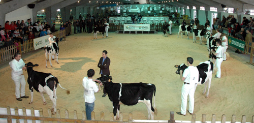 CONSURSO DE GANDO FRISON CHANTADA 2011