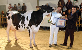 VACA GRAN CAMPIONA