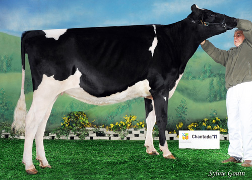 MANTEIGA GOLDWYN VALENTINE