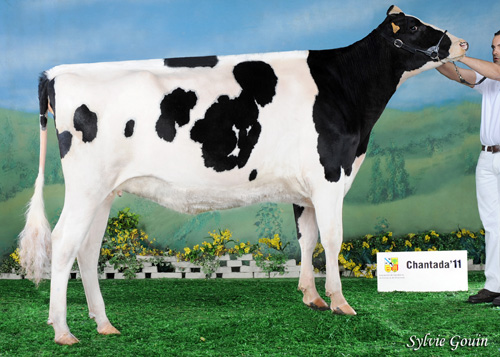 CALLOBRO XACOBEO VALDETEJA