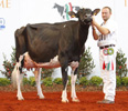 POZOSAA GOLDWYN SONIA