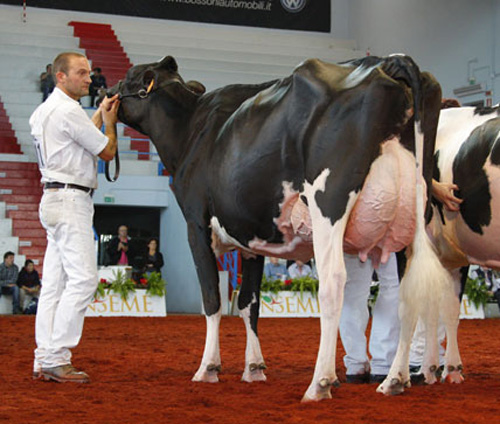 POZOSAA GOLDWYN SONIA