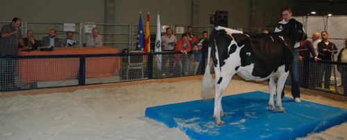 poxa de gando frison