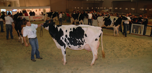 curso de morfoloxía