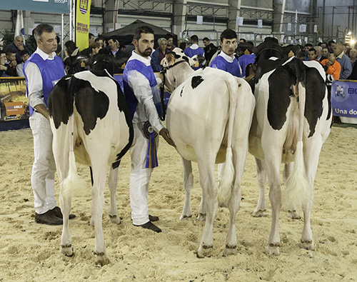 MELLOR CRIADOR XOVECAS