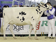 CAPON HOLSTEIN  NOVO LAR