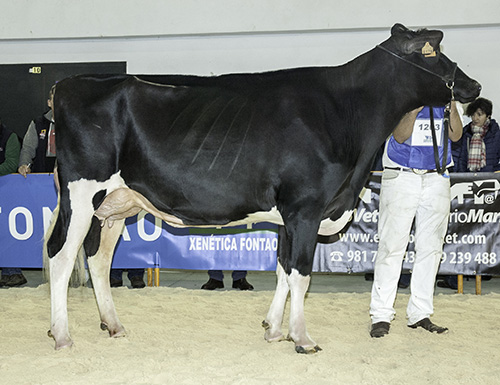 REY 735 DINOSA BRADNICK