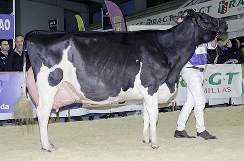 REY 509 NINFA SPIRTE