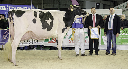 VACA GRAN CAMPIONA DE GALICIA