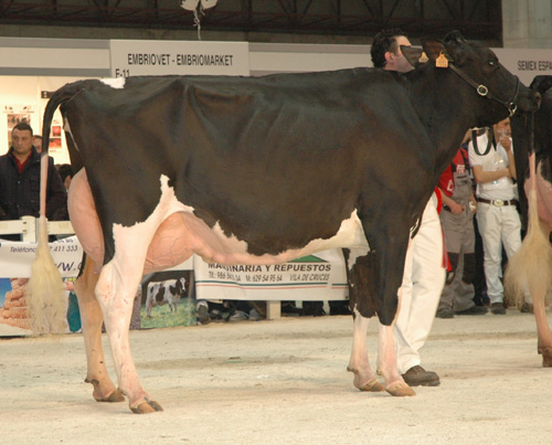 BADIOLA SHOTTLE MEGADONNA ET