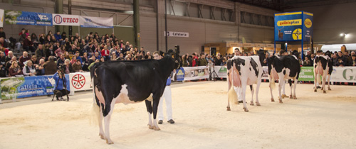 VACAS NOVAS