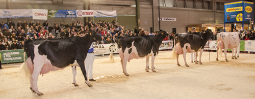 VACAS ADULTAS