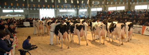 CONCURSO DE VACAS