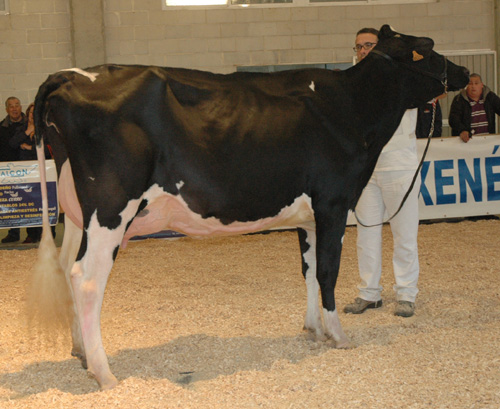 POZOSAA GOLDWYN 9545 SONIA