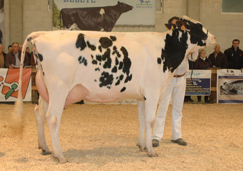 POZOSAA GOLDWYN 6821 RULA