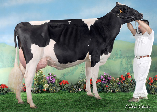 VACA NOVA CAMPIOA