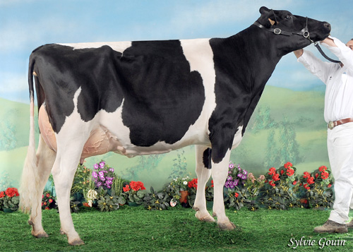 VACA NOVA SUBCAMPIONA