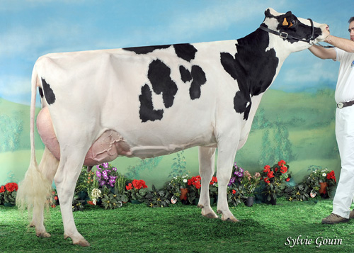 VACA INTERMEDIA CAMPIONA