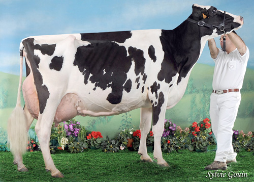 GRAN CAMPIOA DE VACAS