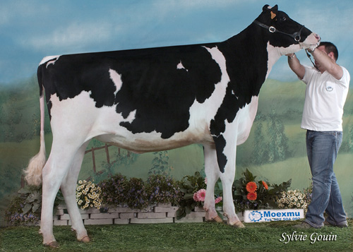 AGRORTEGAL ARA GOLDWYN