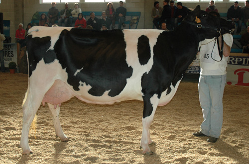 anibal champion aleluya