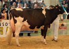 VACA GRAN CAMPIONA