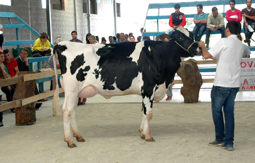 Vila Shottle Xena