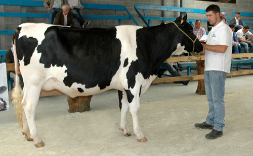 Vega Magrebi Chita