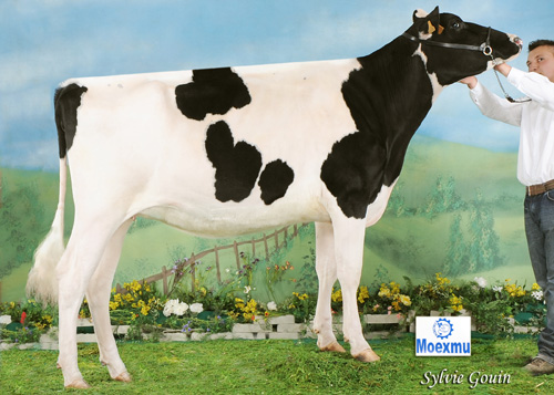 CAPON-HOLSTEIN GOLDWYN CAROL