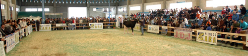 POXA FRISONA