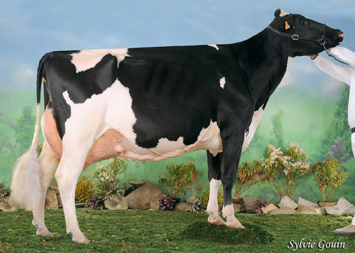 CAPON-HOLSTEIN GOLDWYN MARISA