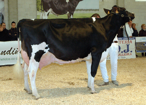 REY 454 ROSITA GOLDWYN