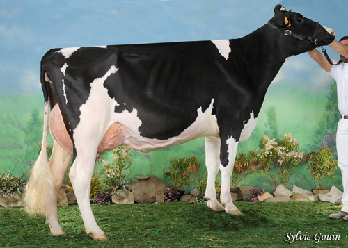 REGO XACOBEO XENA 8888