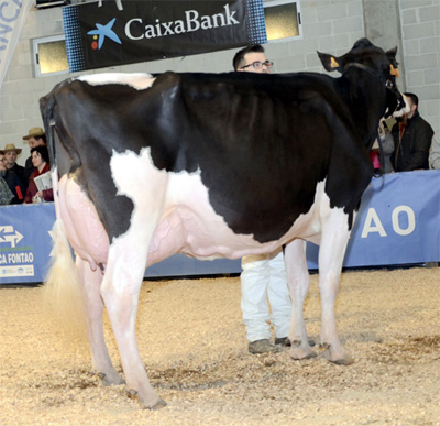 CID AFTERSHOCK MUESKY