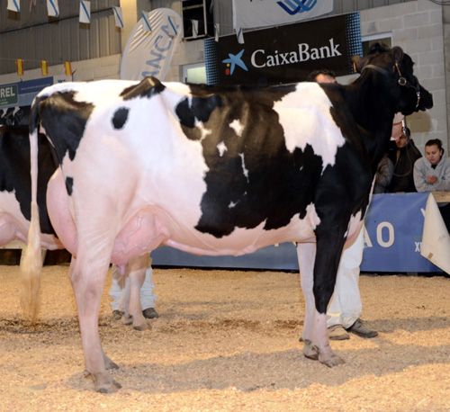 CID GOLDWYN MATIGUEIRA