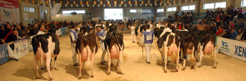 CAMPIONATO CRIADOR