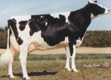 DIRIGO LEBLANC JUNO