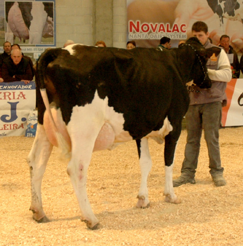 JOSMAR LARSON YENI 3516