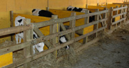 bos recría