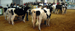 III CONCURSO DE CRIADORES