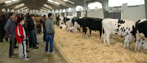 POXA SARRIA