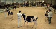 CONCURSO DE CRIADORES SARRIA 2011
