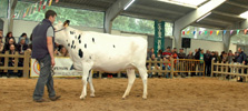 POXA SARRIA