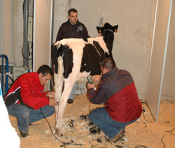 preparación animais de concurso