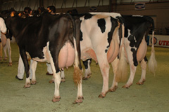 MELLOR CRIADOR