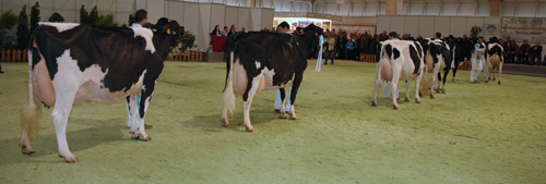 VISTA CAMPIONATO