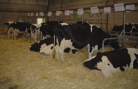 vacas descansando